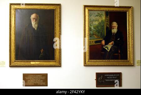 Linnean Gesellschaft in London.. Porträts von Charles Darwin und Alfred Russel Wallace Bild David Sandison Stockfoto