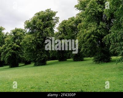 Parkland und eine Gruppe von Bäumen in Linn Park, Glasgow, Schottland, Großbritannien. Stockfoto