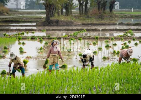 Vier Bauern arbeiten auf einem Reisfeld in der Nähe von Kengtung, Myanmar Stockfoto