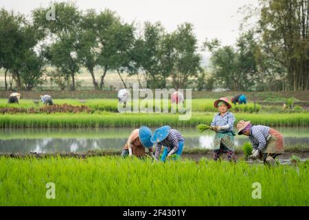 Gruppe von Bauern, die auf einem Reisfeld in der Nähe von Kengtung, Myanmar, arbeiten Stockfoto