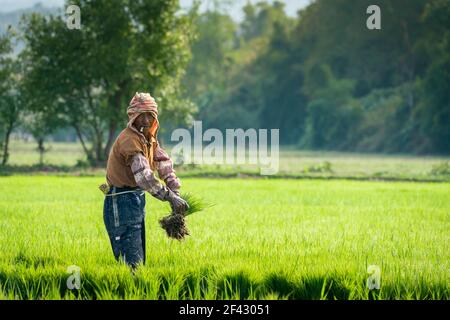 Männlicher Bauer, der auf einem Reisfeld in der Nähe von Kengtung arbeitet und die Kamera anschaut, Myanmar Stockfoto