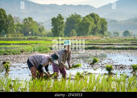 Zwei Farmerinnen arbeiten auf einem Reisfeld in der Nähe von Kengtung, Myanmar Stockfoto