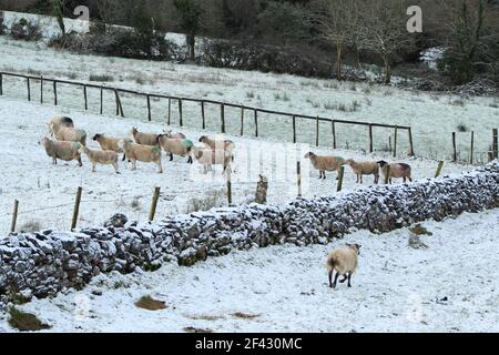 'Warte auf mich!' Schafschar auf schneebedeckten Weiden auf Ackerland im ländlichen Irland Stockfoto