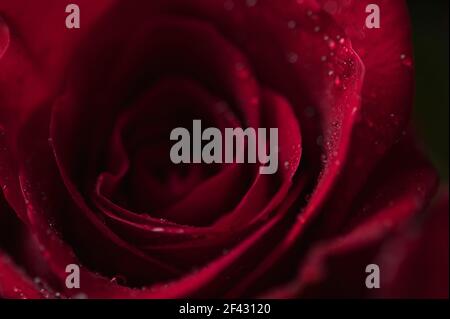 Nahaufnahme einer roten Rose mit winzigen Wassertröpfchen (Makro) Stockfoto