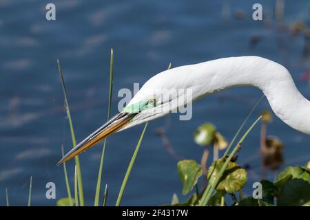 Großreiher, Ardea alba, Nahaufnahme des Kopfes der erwachsenen Fischerei in Everglades, Florida, USA Stockfoto
