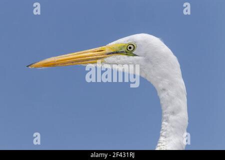 Großreiher, Ardea alba, Nahaufnahme des Kopfes der erwachsenen Fischerei in Everglades, Florida, USA Stockfoto
