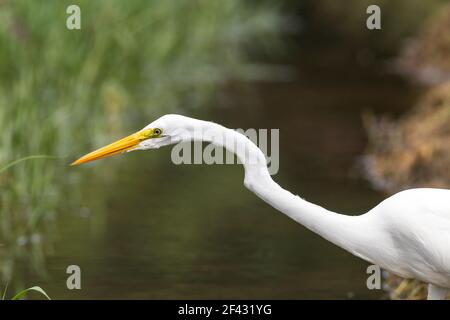 Großreiher, Ardea alba, Nahaufnahme des Kopfes der erwachsenen Fischerei in Everglades, Florida, USA Stockfoto