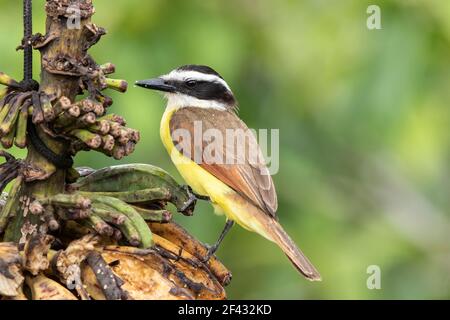 Große kiskadee, Pitangus sulfuratus, Erwachsene Barschen auf Bananen, Costa Rica Stockfoto