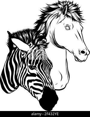 Zeichnen Sie in schwarz und weiß von Zebra und Pferdeköpfe vektorgrafik Stock Vektor