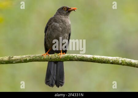 Große Drossel, Turdus fuscuter, Erwachsener auf Zweig, Ecuador Stockfoto