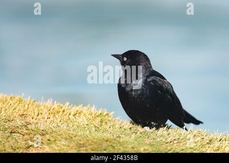 Brewer's Amsel (Euphagus cyanocephalus) männlich, Nahaufnahme Porträt von kleinen Vogel sitzt am Strand in der Nähe des Teiches im Stadtpark Stockfoto