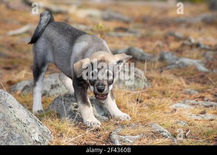 Ein süßer schwedischer Elkhound Hund, der einen Kiefernkegel kaut Der Park Stockfoto