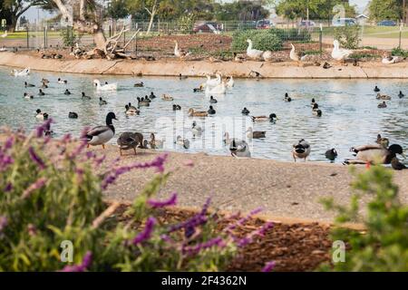 Teich mit Wasservögeln, Gänsen und Enten, im Stadtpark. Große Gruppe von Vögeln schwimmt auf dem Wasser Stockfoto