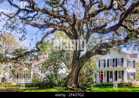 Eine lebende Eiche steht vor historischen Häusern im Oakleigh Garden Historic District, 13. März 2021, in Mobile, Alabama. Stockfoto