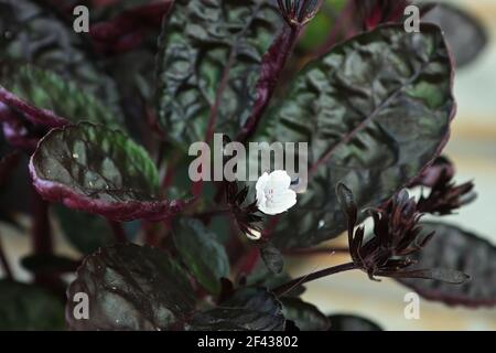 Eine winzige weiße Blume blüht in einer Waffelpflanze. Stockfoto