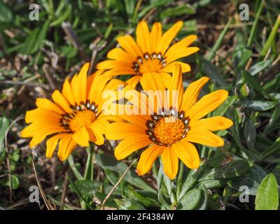 Treasure Gazania Rigens blüht aus nächster Nähe. Gänseblümchen-ähnliche, goldgelbe Blüten, nachhängende Gazania ist eine Zierpflanze in der Familie der Asteraceae Stockfoto