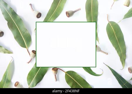 Australische Themen Hintergrund von verstreuten Kaugummiblättern und Kaugumminüsse moderne Top-Down-Ansicht auf einem strukturierten weißen Hintergrund. Stockfoto