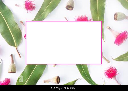 Australische Themen Grenze Hintergrund von verstreuten Kaugummiblättern, Kaugumminüsse und rosa Blumen moderne Top-Down-Ansicht auf einem strukturierten weißen Hintergrund. Stockfoto