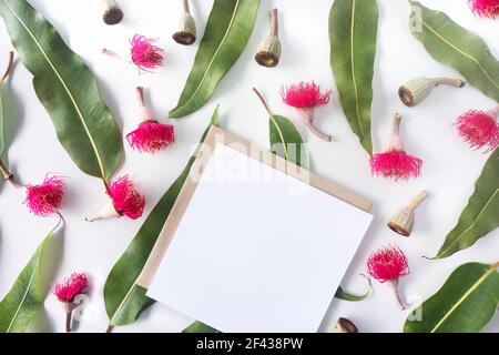 Australischer Hintergrund mit verstreuten Kaugummiblättern, Gumminüssen und rosa Blumen von oben nach unten auf einem weißen Hintergrund mit einer leeren Karte Platz kopieren. Stockfoto