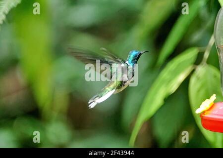 weißhalsige jakobiner (Florisuga mellivora) im Flug an einem Kolibri-Futterhäuschen in einem Garten in Mindo, Ecuador Stockfoto