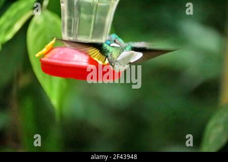 weißhalsige jakobiner (Florisuga mellivora) im Flug an einem Kolibri-Futterhäuschen in einem Garten in Mindo, Ecuador Stockfoto