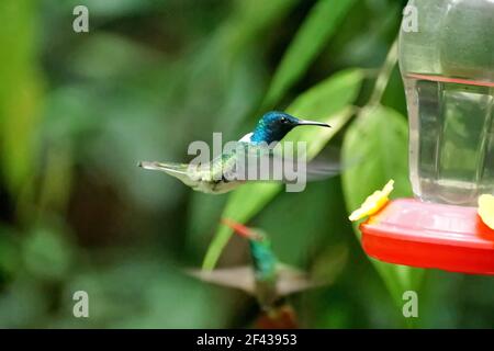 weißhalsige jakobiner (Florisuga mellivora) im Flug an einem Kolibri-Futterhäuschen in einem Garten in Mindo, Ecuador Stockfoto