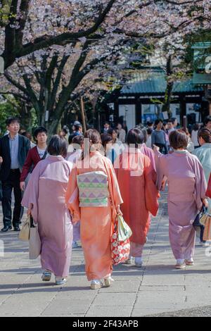 Elegante japanische Weibchen tragen Kimonos am Yasukini-Schrein, um die Kirschblütensaison in Tokio, Japan, zu feiern Stockfoto