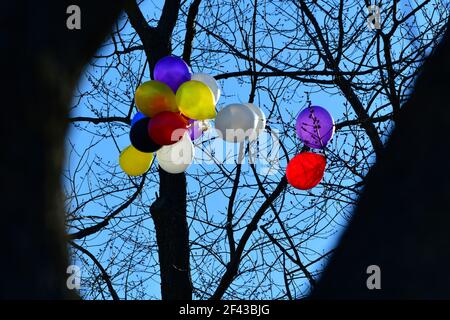 Ein großer Haufen von bunten Ballons ist in einem blattlosen großen Baum mit einem klaren blauen Himmel Hintergrund stecken. Stockfoto