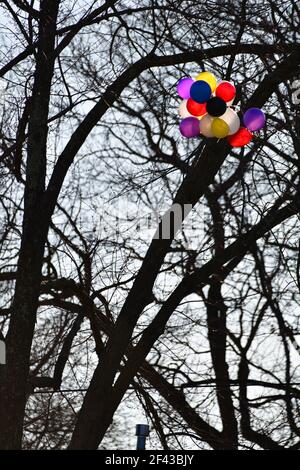 Ein großer Haufen von bunten Ballons ist in einem blattlosen großen Baum mit einem klaren blauen Himmel Hintergrund stecken. Stockfoto