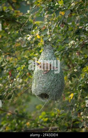 Der Baya-Weber (Ploceus Philippinus) ist ein Webervogel über den indischen Subkontinent und Südostasien gefunden. Stockfoto