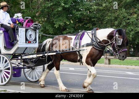 Pinto Coloured Draft Horse Giving Carriage Rides im Central Park New York City, New York Stockfoto