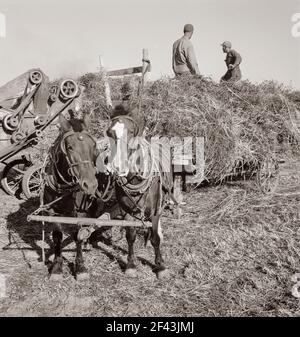 Dreschen von Rotklee für Samen auf der Ranch der älteren Siedler. In Der Nähe Von Ontario, Malheur County, Oregon. Oktober 1939. Foto von Dorothea lange. Stockfoto