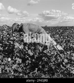 Wanderarbeiter beim Baumwollpflücken im San Joaquin Valley, Kalifornien. Diese Baumwollpflücker werden fünfundsiebzig Cent pro hundert Pfund bezahlt. Streikende, die sich unter dem Kongress der Gewerkschaft der Industrieorganisationen (CIO) organisieren, fordern einen Dollar. Ein guter männlicher Pflücker, in guter Baumwolle, unter günstigen Wetterbedingungen, kann ungefähr zweihundert Pfund in einer täglichen Arbeit pflücken. November 1938. Foto von Dorothea lange. Stockfoto