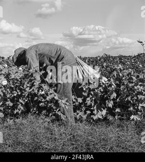 Wanderarbeiter beim Baumwollpflücken im San Joaquin Valley, Kalifornien. Diese Baumwollpflücker werden fünfundsiebzig Cent pro hundert Pfund bezahlt. Streikende, die sich unter dem Kongress der Gewerkschaft der Industrieorganisationen (CIO) organisieren, fordern einen Dollar. Ein guter männlicher Pflücker, in guter Baumwolle, unter günstigen Wetterbedingungen, kann ungefähr zweihundert Pfund in einer täglichen Arbeit pflücken. November 1938. Foto von Dorothea lange. Stockfoto