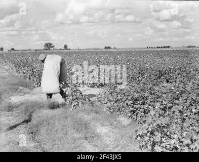 Wanderarbeiter beim Baumwollpflücken im San Joaquin Valley, Kalifornien. Diese Baumwollpflücker werden fünfundsiebzig Cent pro hundert Pfund bezahlt. Streikende, die sich unter dem Kongress der Gewerkschaft der Industrieorganisationen (CIO) organisieren, fordern einen Dollar. Ein guter männlicher Pflücker, in guter Baumwolle, unter günstigen Wetterbedingungen, kann ungefähr zweihundert Pfund in einer täglichen Arbeit pflücken. November 1938. Foto von Dorothea lange. Stockfoto