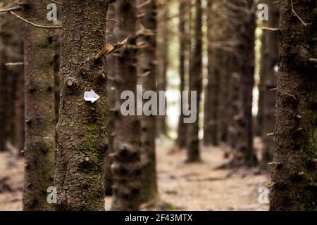 Trail Marker bei Black Balsam Knob, Blue Ridge Parkway, bei Asheville, North Carolina, USA [geringe Schärfentiefe] Stockfoto