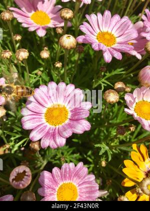 Bett der hellen rosa und gelben Gerbera Gänseblümchen Gerbera jamesonii, Carlsbad Ranch Blumenfelder, North San Diego Kalifornien Stockfoto