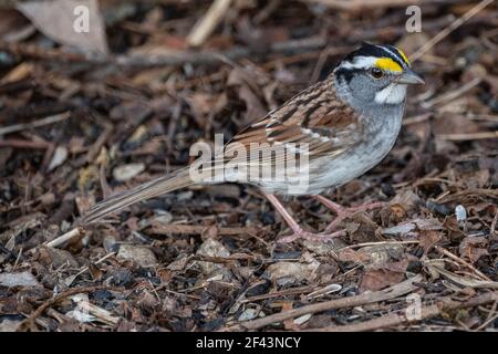 Ein weißer Kehlspatzen auf dem Boden Stockfoto