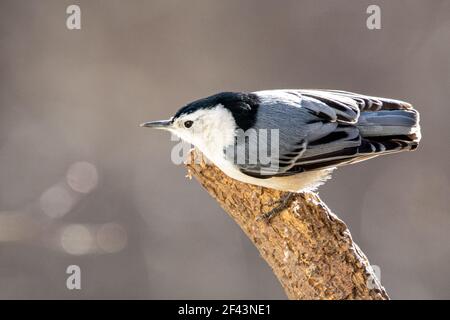 Ein weißer Nuthatch auf einem Ast Stockfoto