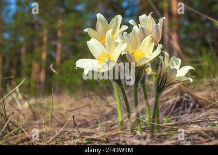 Frühlingswiese im Wald mit schönen gelben Wildblumen pasque-Blume (pulsatilla patiniert) Nahaufnahme bei Sonnenlicht Stockfoto