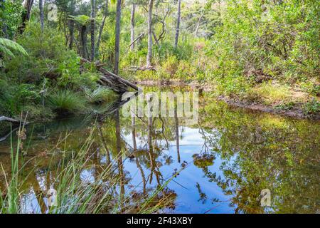 Himmel und Baum spiegeln sich wunderschön im Bach auf dem Kaitoke Hot Springs Track auf Great Barrier Island New Zealand. Stockfoto