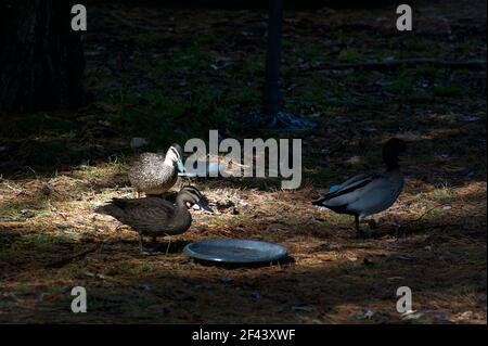 Jemand, der in der Nähe des Mullum Mullum Creek wohnt, füttert die Enten. Die Ente ist eine schwarze Pazifikente mit einer australischen Holzente im Schatten. Stockfoto