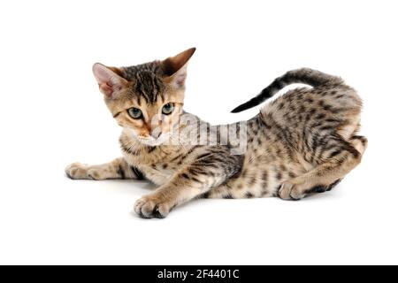 Eine Bengalkatze liegt auf weißem Hintergrund Stockfoto