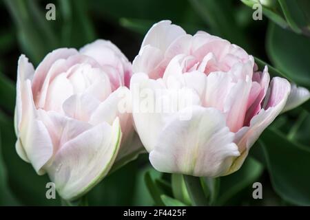 Zwei weiß-rosa Tulpen vor dem hintergrund der grünen Blätter im Garten nach dem Regen. Stockfoto