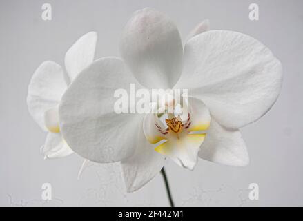 Nahaufnahme der weißen phalaenopsis Blumen Stockfoto