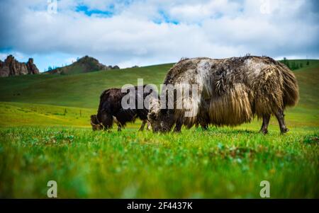 Yaks grasen auf den Feldern des Gorkhi Terelj Nationalparks, Mongolei, Juli 2018. Stockfoto