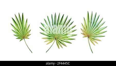 Aquarell Handflächenblätter gesetzt. Exotische runde Fächerblätter isoliert auf weiß. Jungle Green Plants Kollektion. Realistische detaillierte botanische Illustration Stockfoto