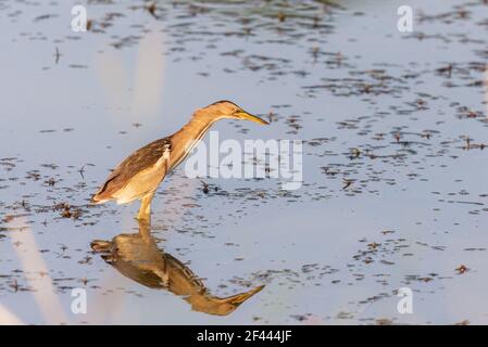 Eurasische Bittern oder Botaurus stellaris Jagd im Wasser des Teiches oder Sees. Stockfoto