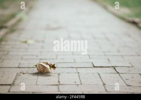 Ein selektiver Fokus eines getrockneten Blattes auf einem Pflaster Pfad in einem Park mit Copyspace Stockfoto