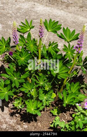 Blühende blaue Lupinen. Lupinen veröffentlichten Blütenpfeile Stockfoto
